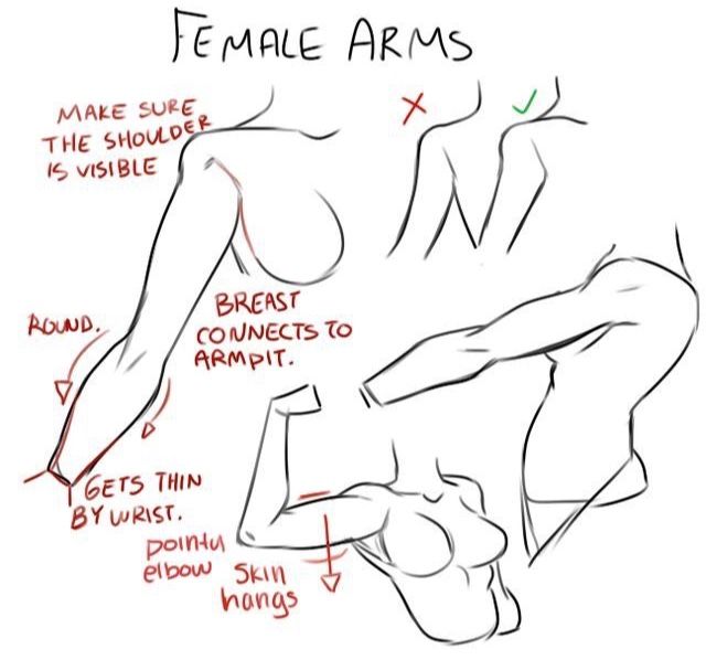 pics Female Arm Poses Drawing Reference anatomy reference anatomy drawing