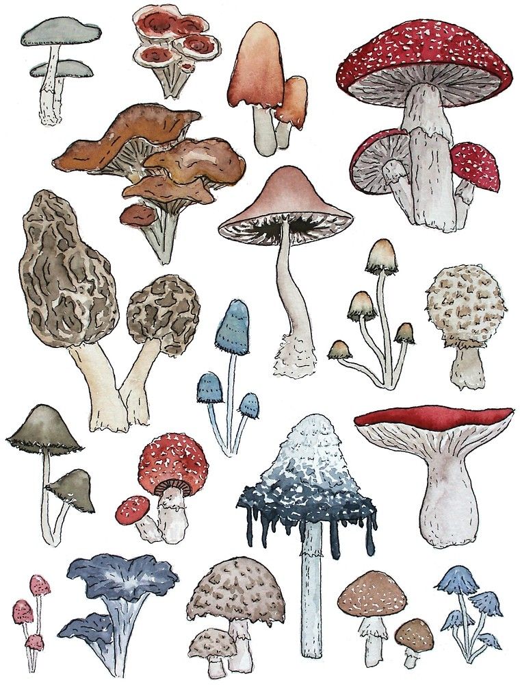Featured image of post Mushroom Drawing Reference