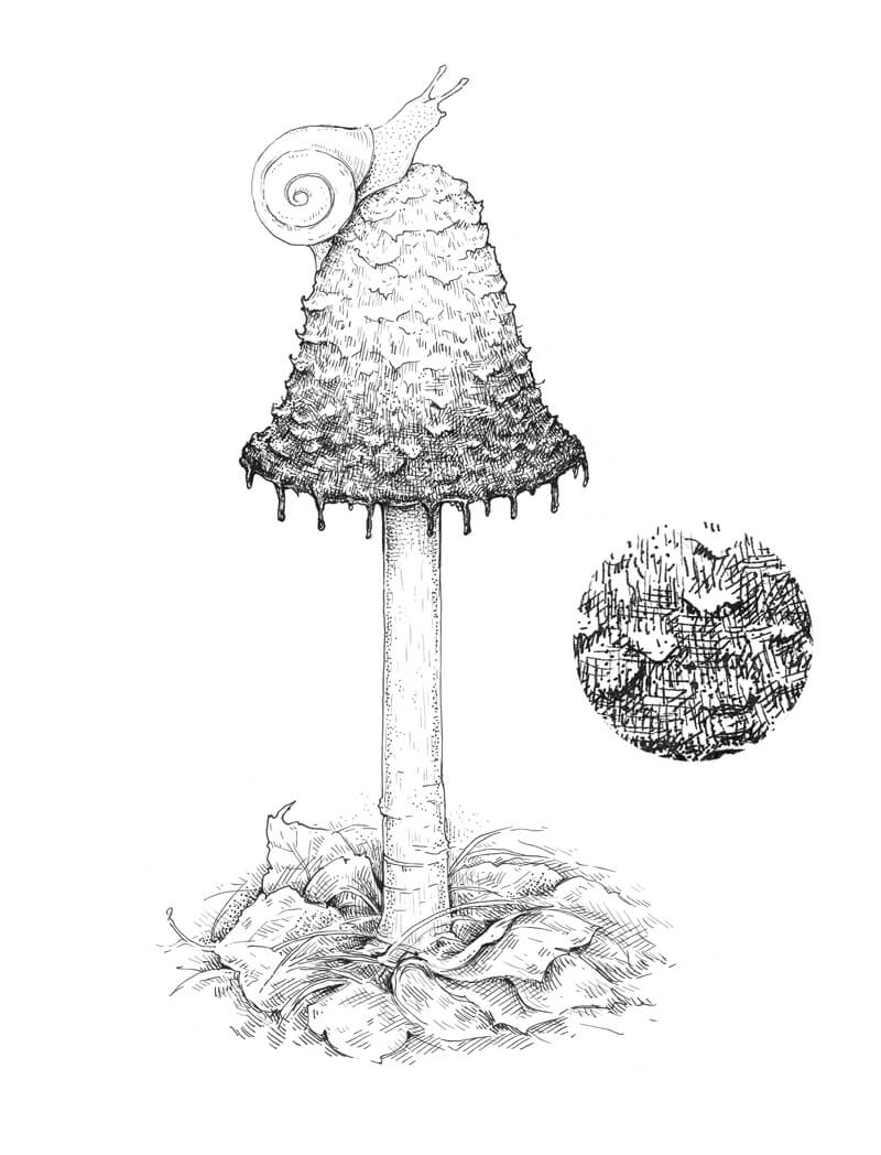 pics Mushroom Drawing Reference how to draw a mushroom pen and ink