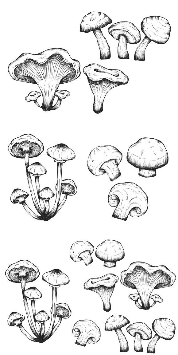 picture Mushroom Drawing Reference mushroom drawing