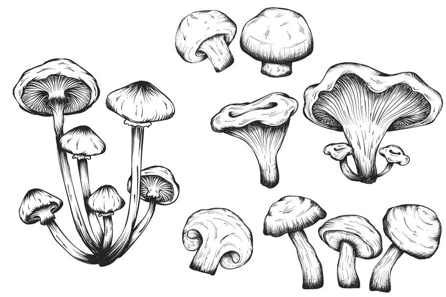 images Mushroom Drawing Reference mushroom art mushroom drawing