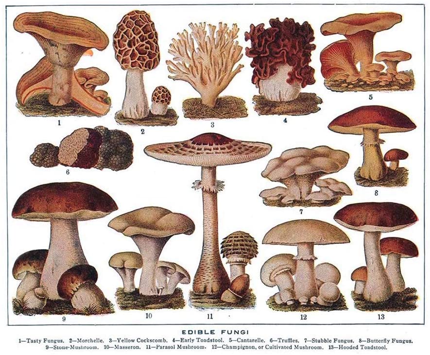pics Mushroom Drawing Reference scratchmade journal