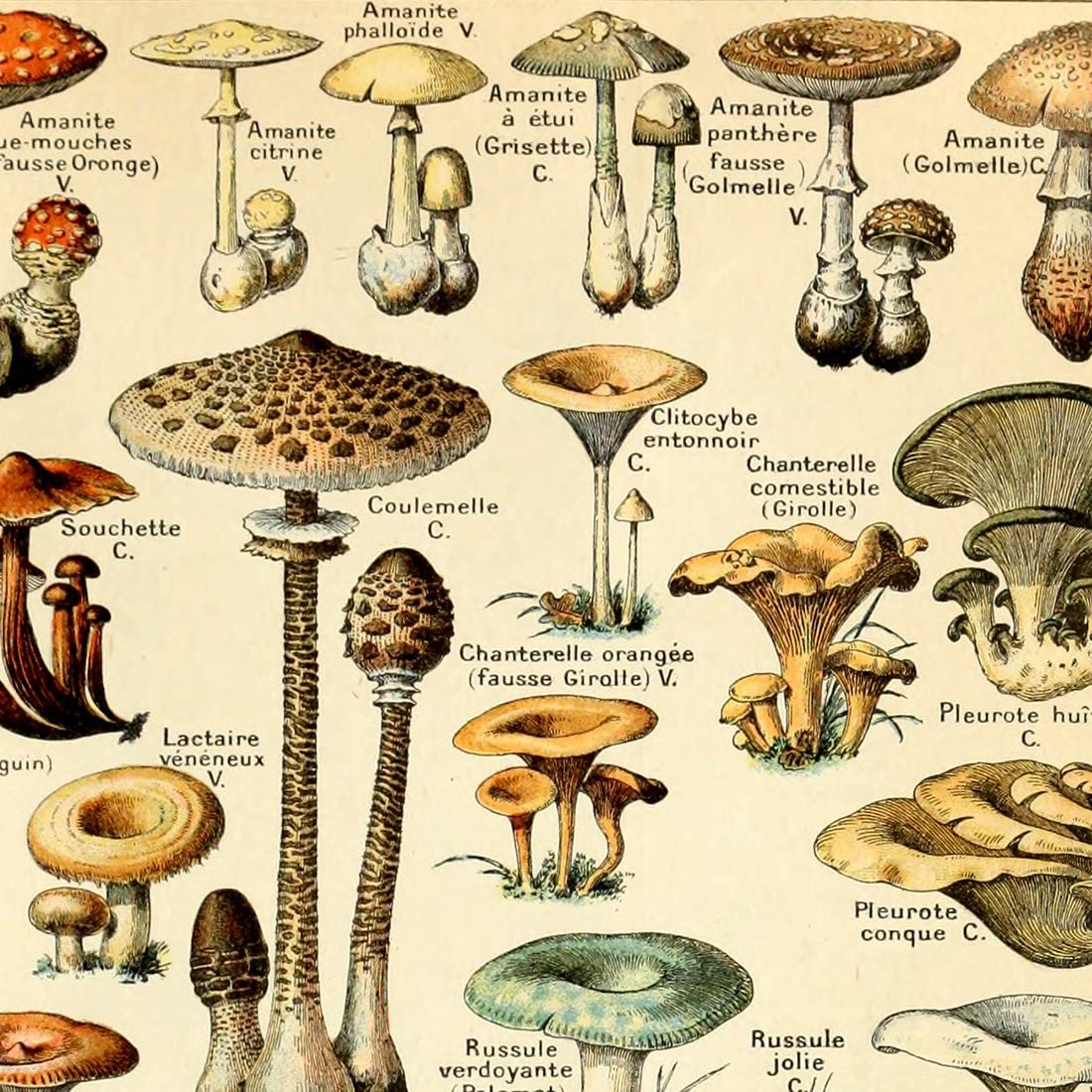 wallpapers Mushroom Drawing Reference mushrooms hand drawn set isolated