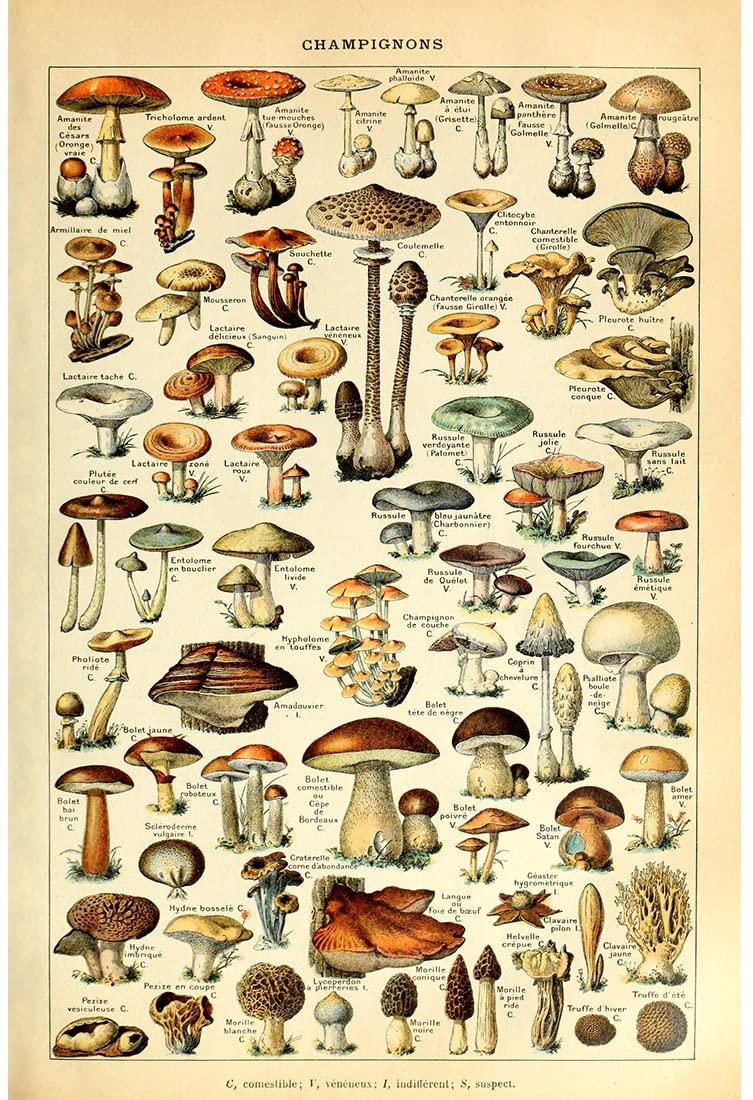images Mushroom Drawing Reference meishe art vintage poster print mushrooms champignons identification reference chart diagram illustration botanical educational wall decor
