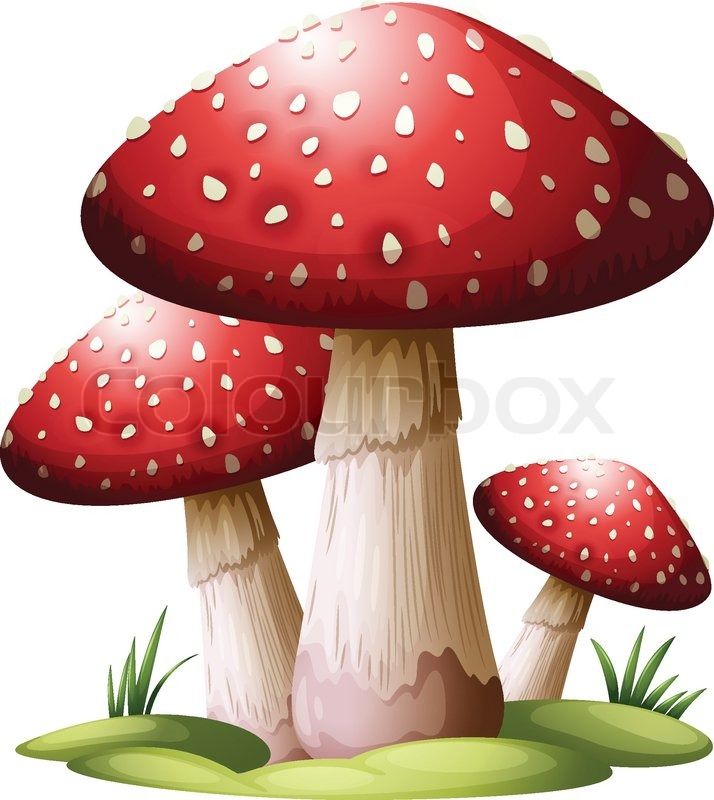 pic Mushroom Red And White Drawing https www dreamstime com mushroom amanita white background vector drawing image123172940