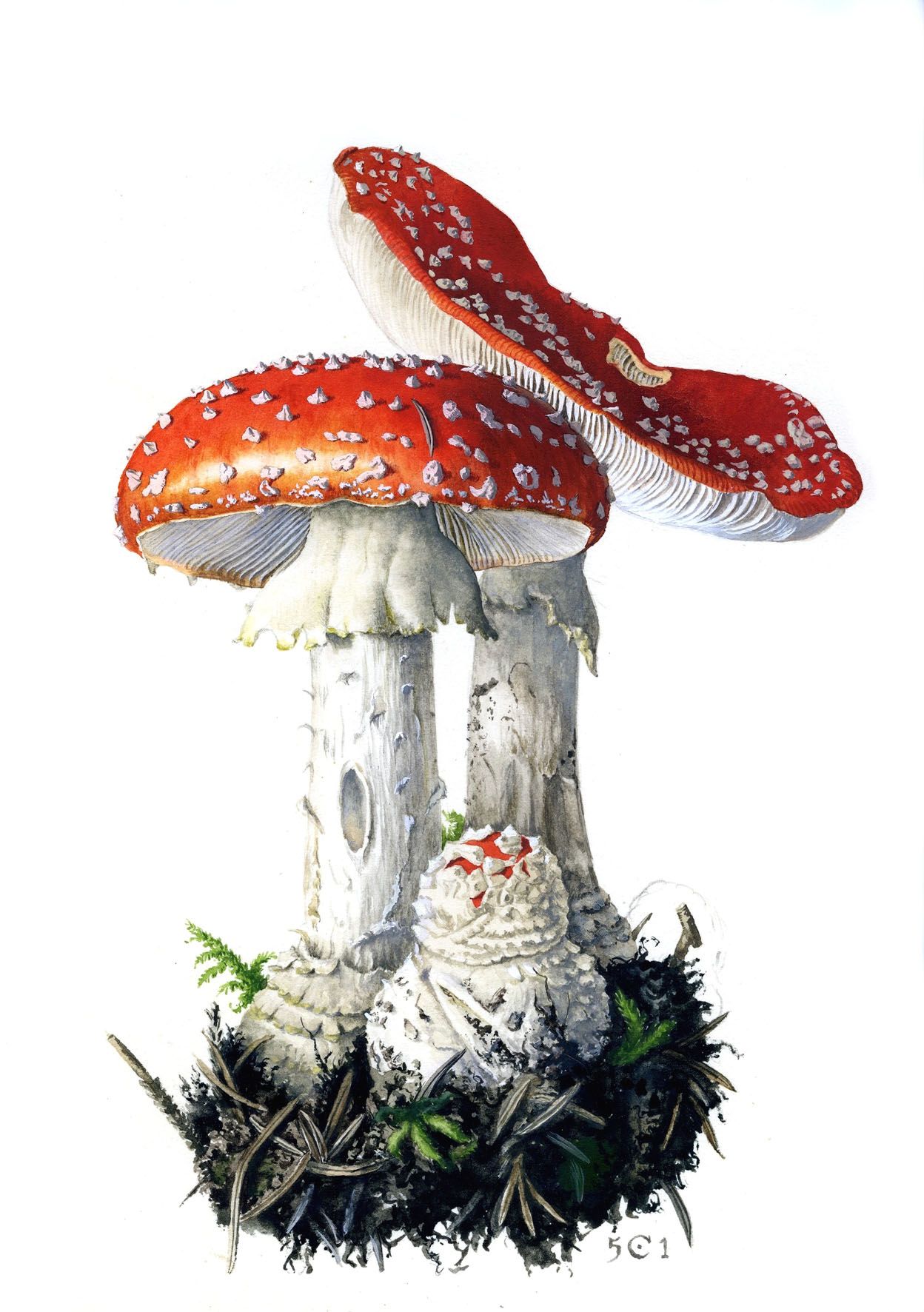 photo Mushroom Red And White Drawing vector drawing of amanita stock illustration download image now istock