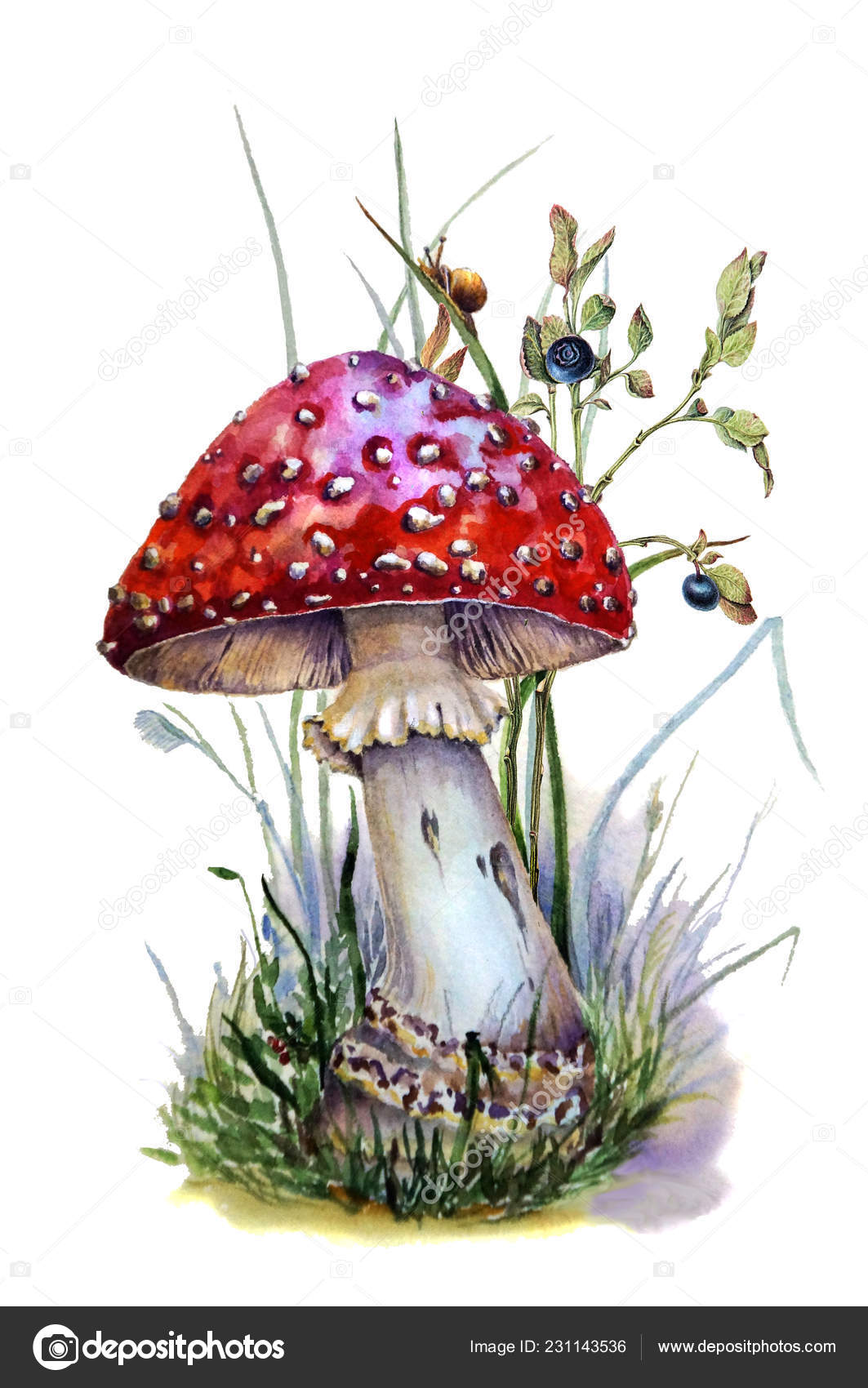 pics Mushroom Red And White Drawing mushroom drawing